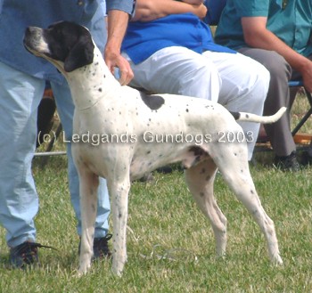 RBOB, DCC & 1st Limit Dog